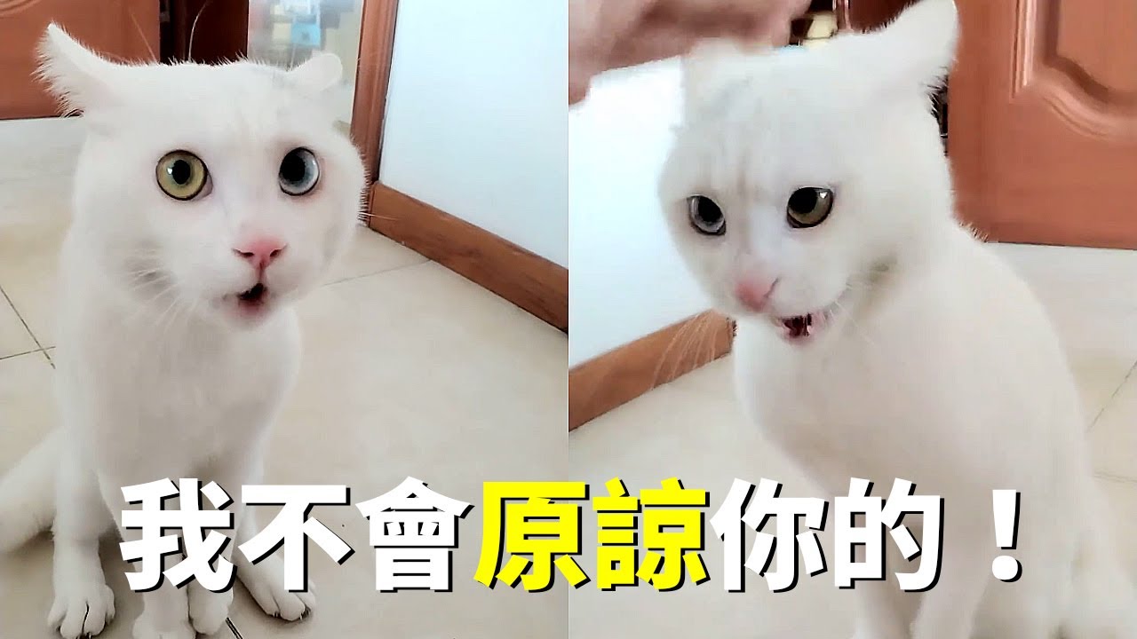 誤把貓貓關在陽台，牠追著我罵了一天！