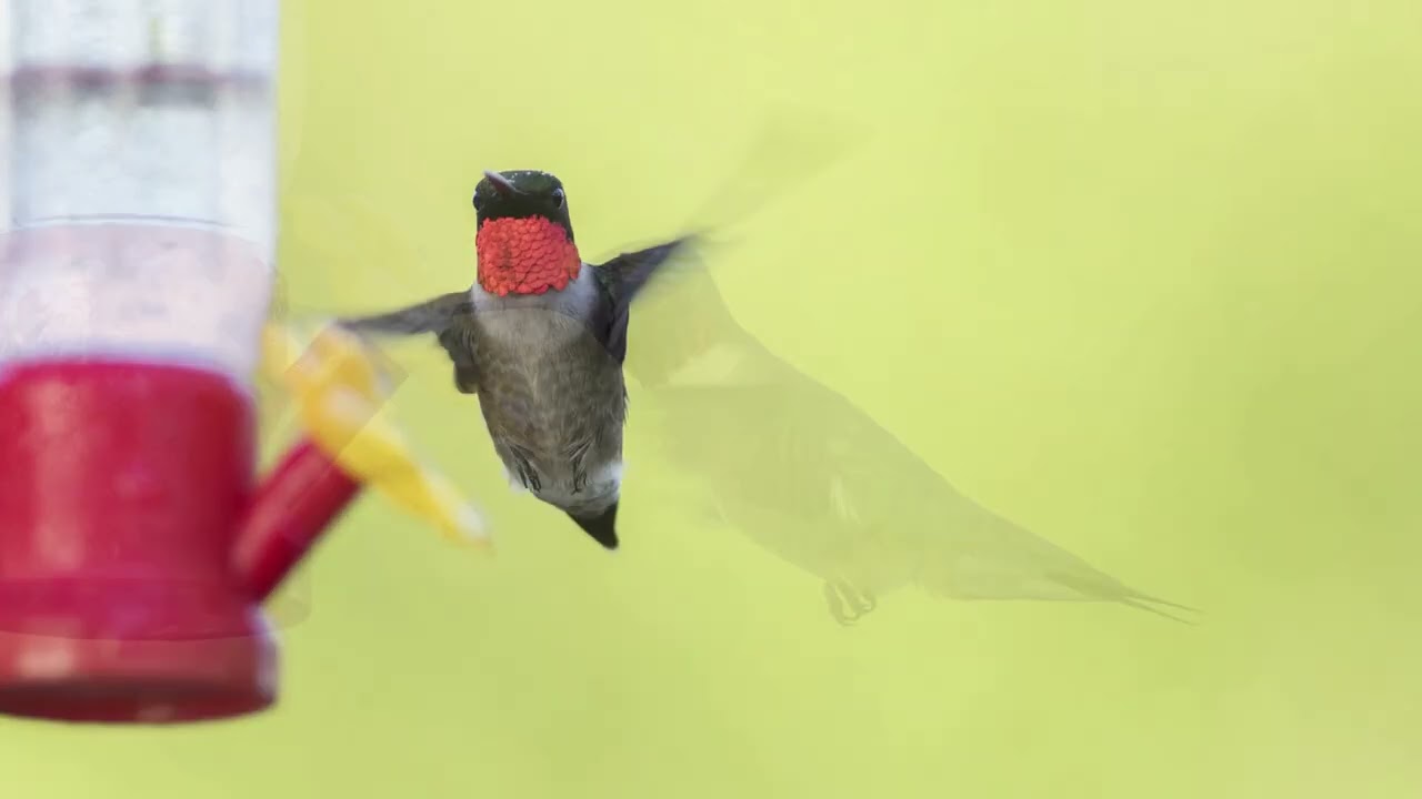 New Hummingbird Vignettes 31