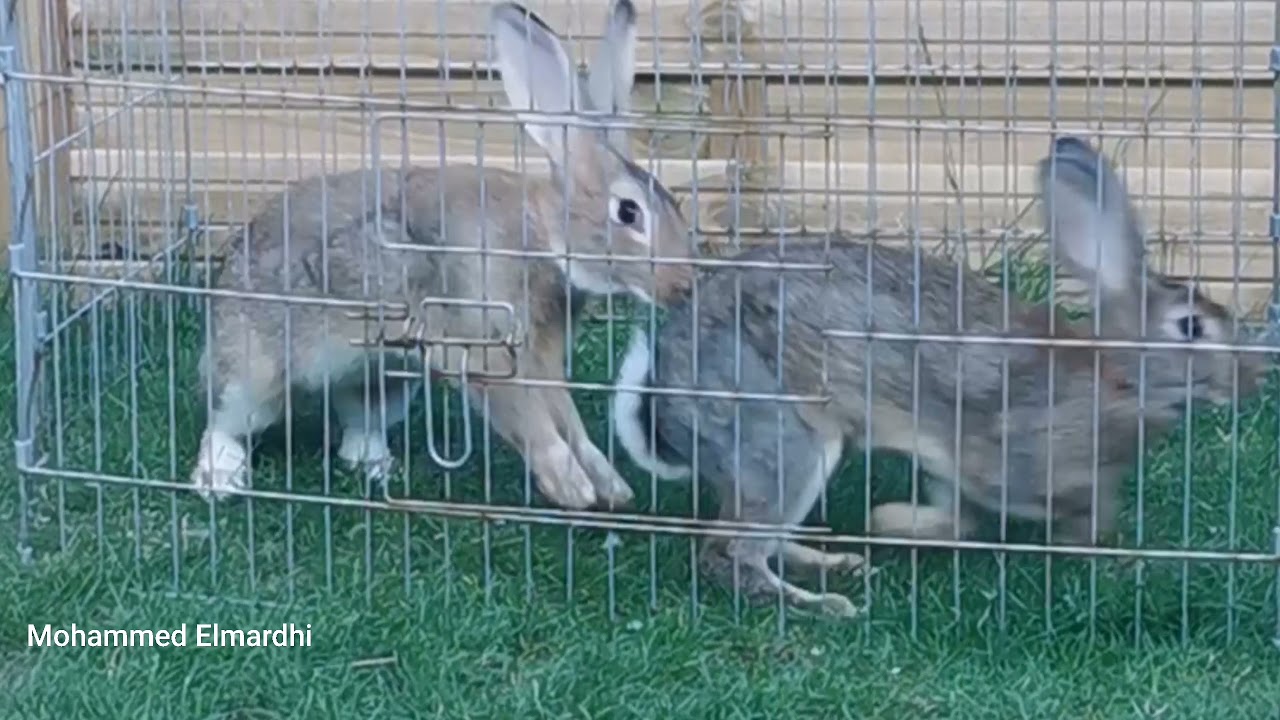 Accouplement raté du Lapin de Garenne