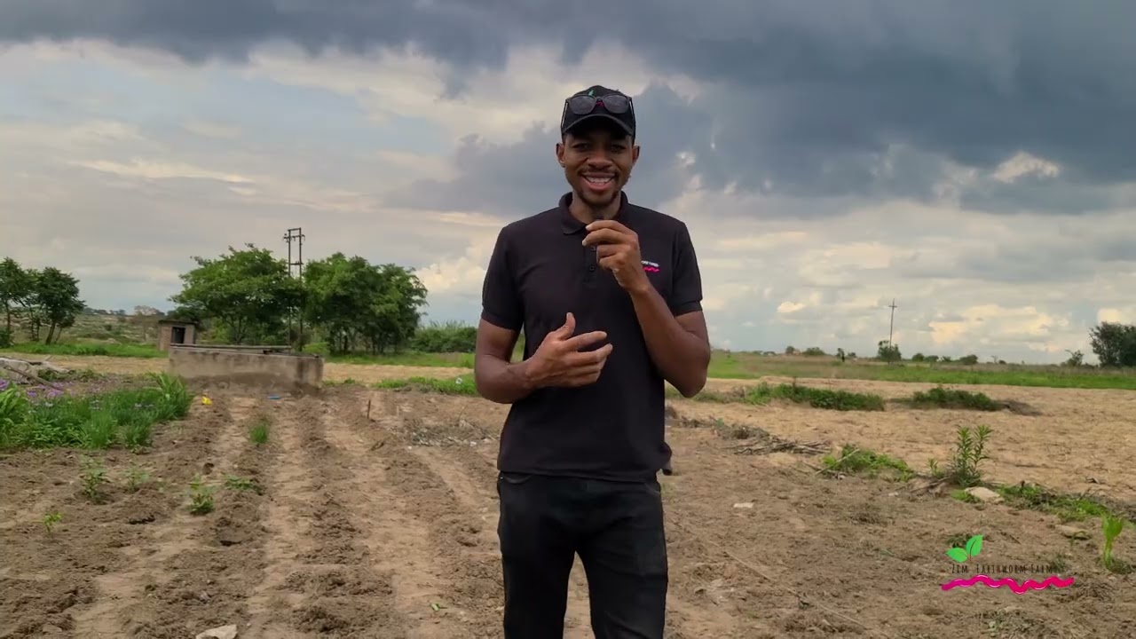 Episode 1 maize trial