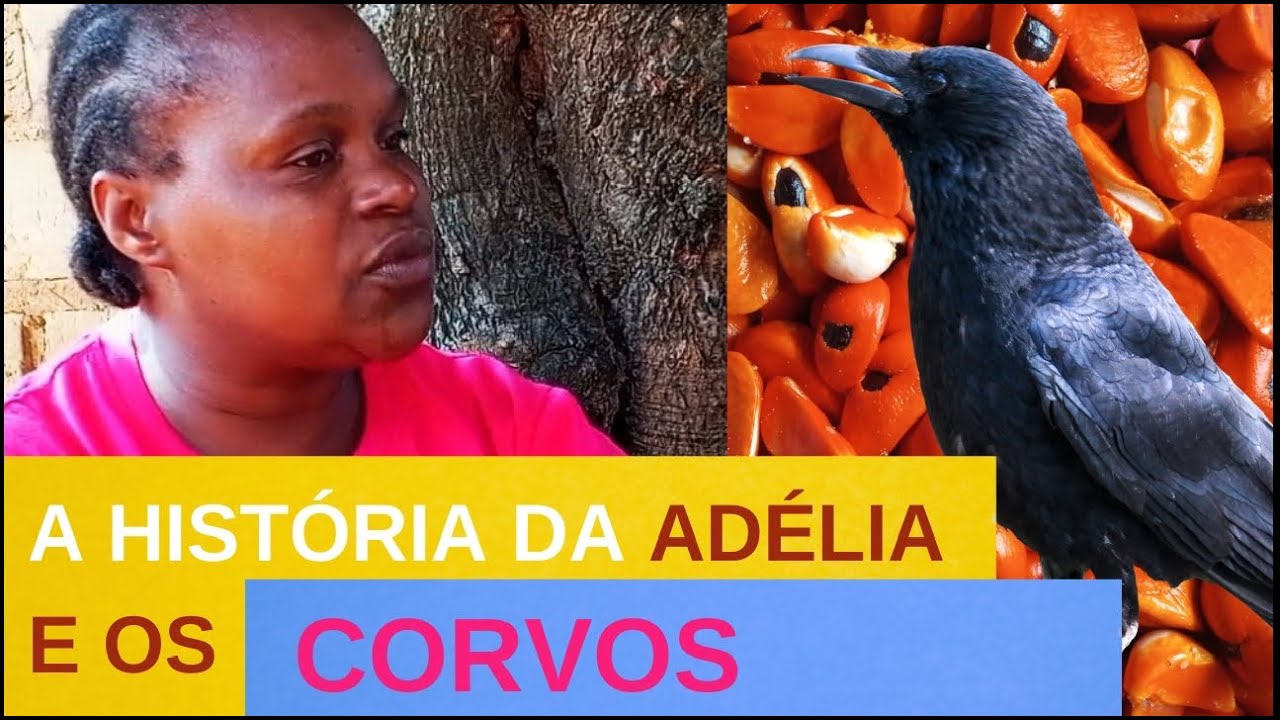 🐞Cultura moçambicana 02: Conheça a história da Adélia e dos corvos que lhe ajudam a arrancar mafura 