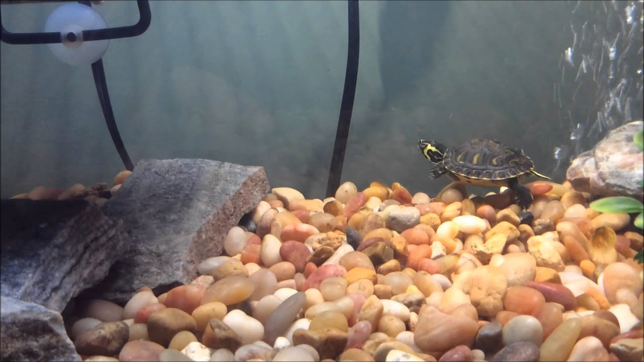 Baby Yellow Bellied Slider Turtles