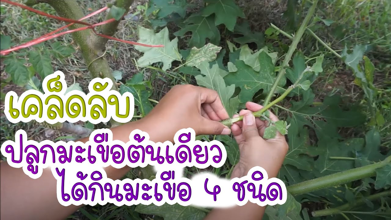 ปลูก มะเขือต้นเดียว ได้กินมะเขือ 4 ชนิด