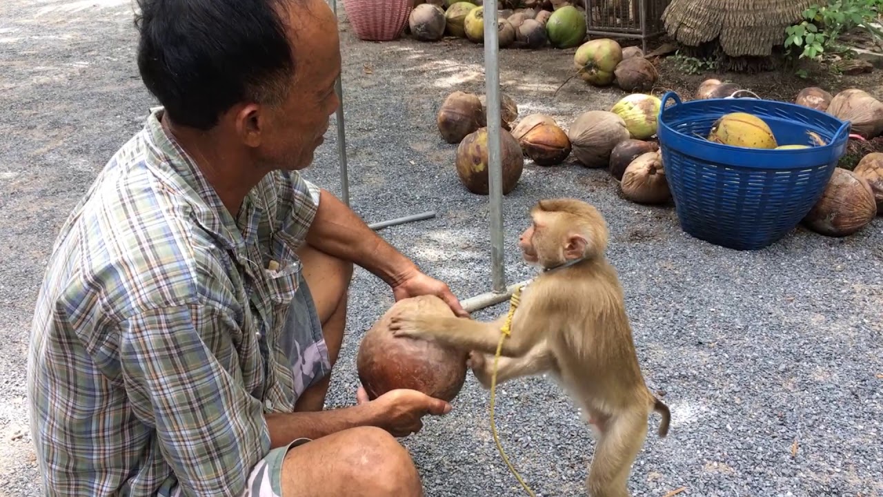 ฝึกลิงขึ้นมะพร้าว เขาทำกันอย่างไร Monkey training