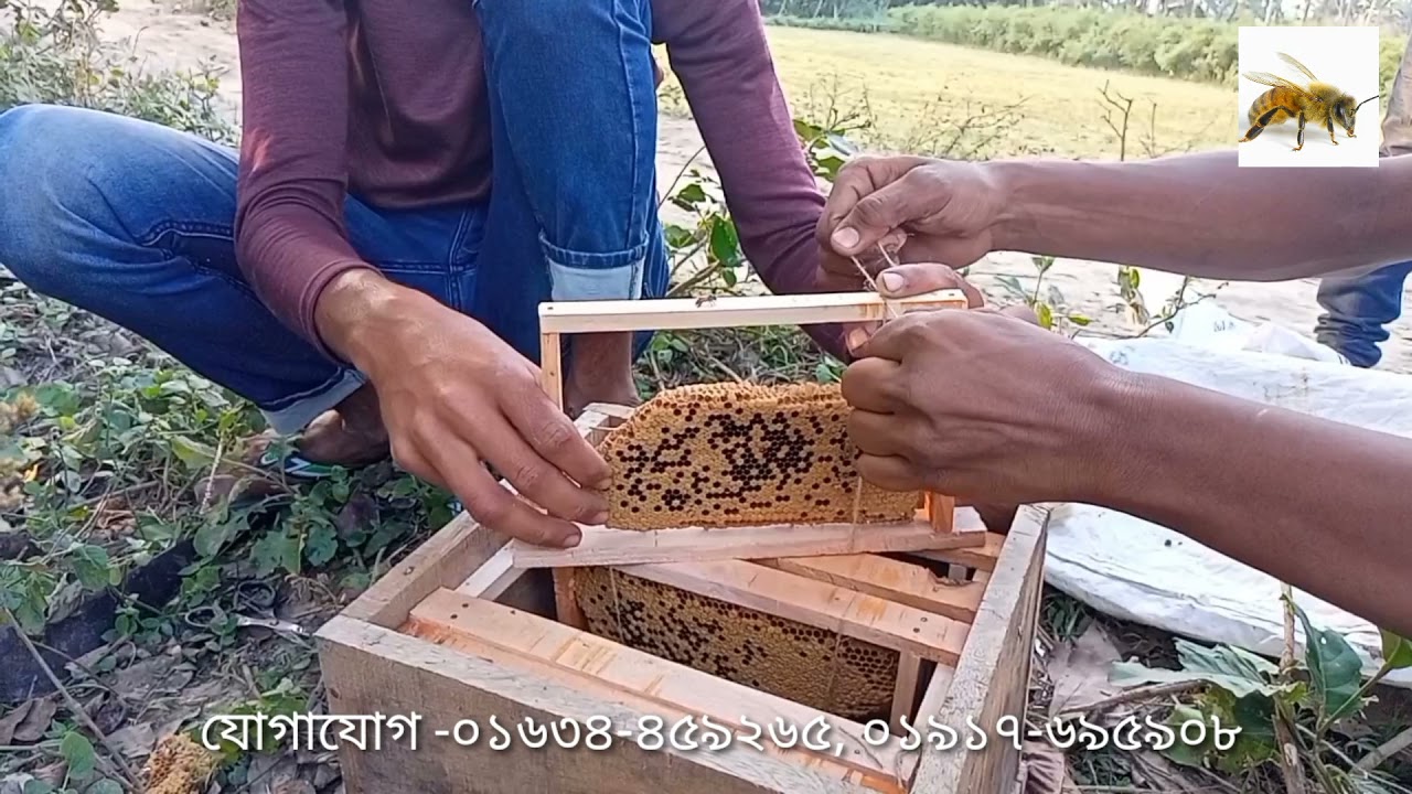 মৌমাছি  চাষ করার জন্য, গাছের গর্ত থেকে মৌচাক ধরার পদ্ধতি 1080p