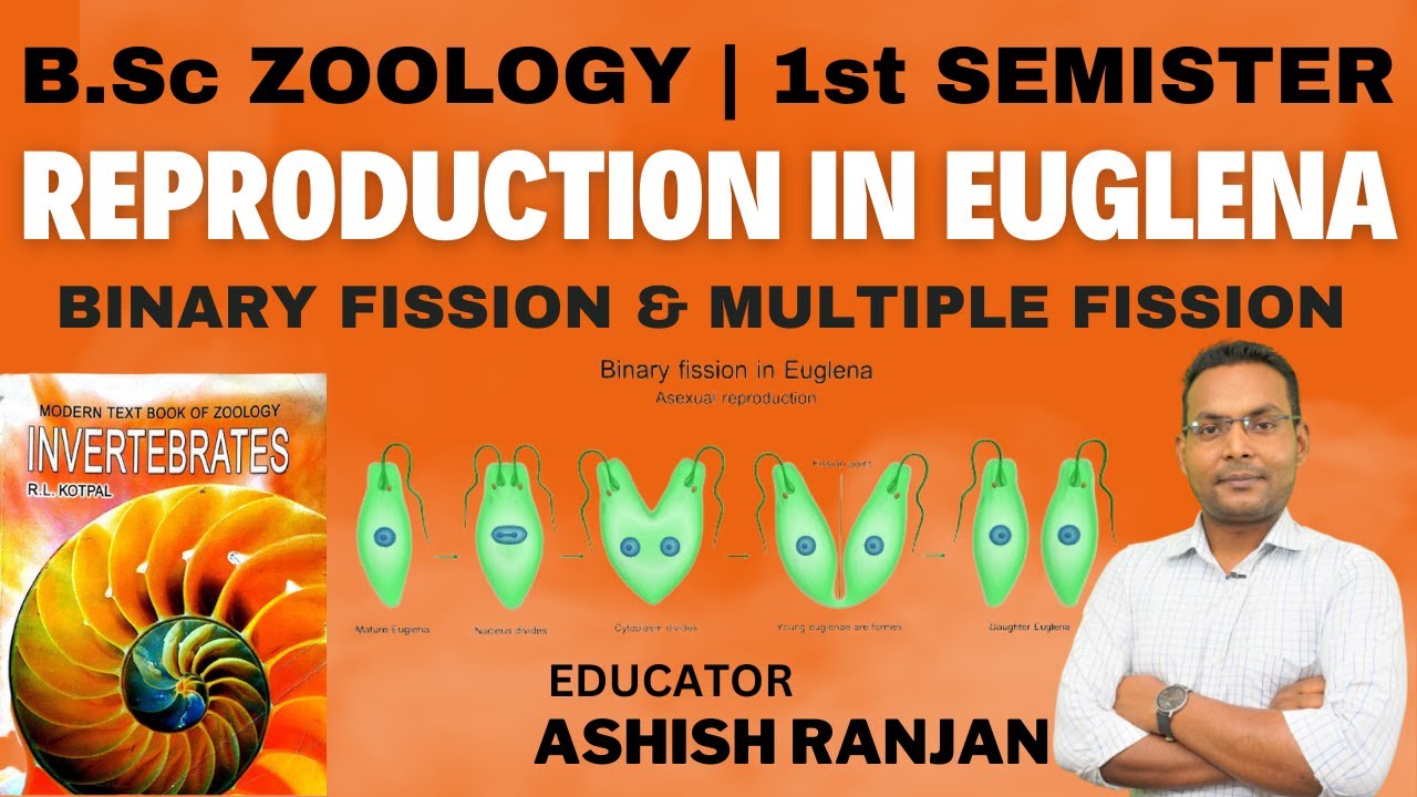 B.Sc Zoology | 1st Semester | Reproduction In Euglena