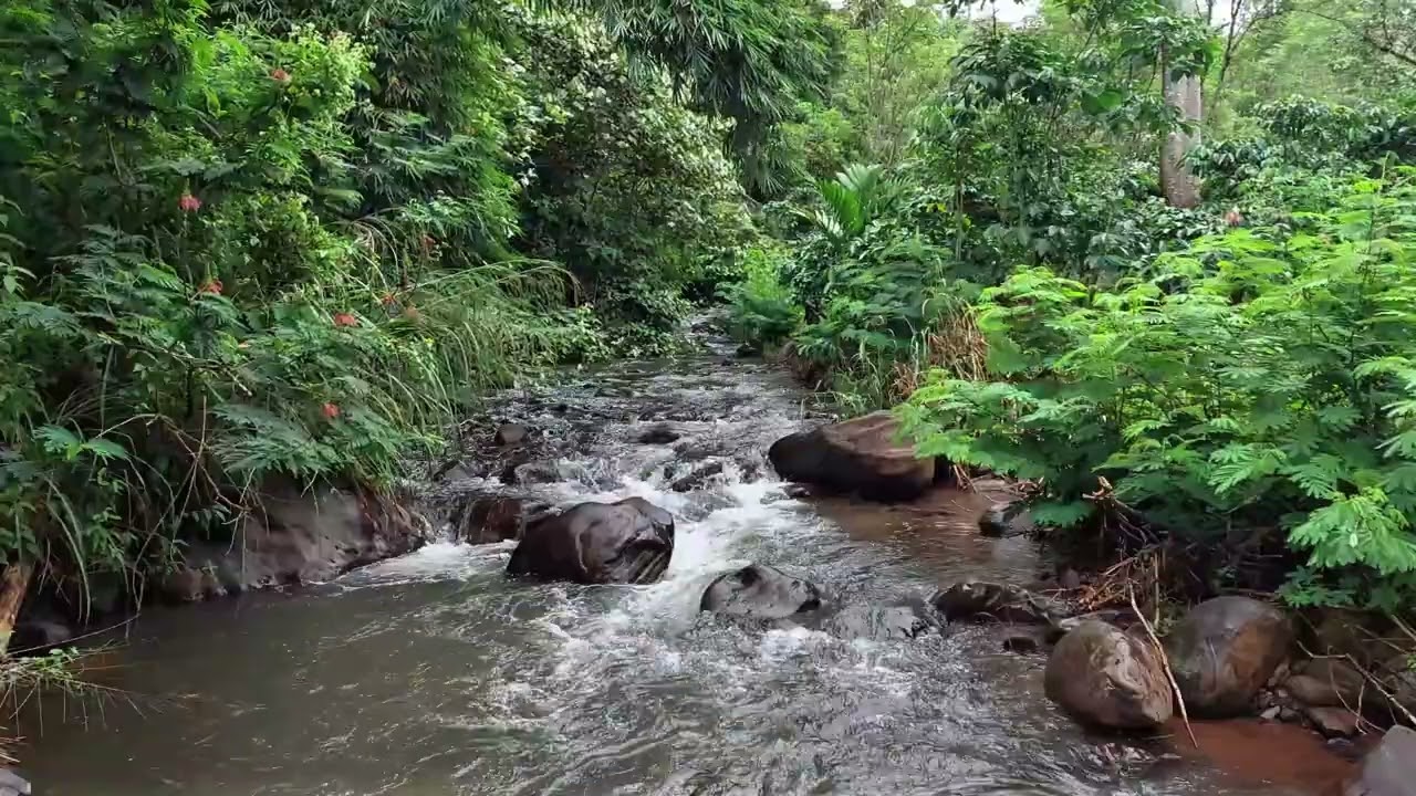 Soothing Tropical River Sounds in a Quiet Green Forest for Relaxation and Meditation