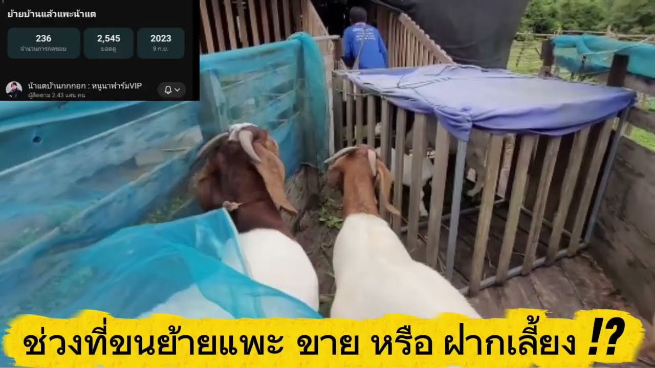 หลักฐานการขนย้ายแพะ ขาย หรือ ฝากเลี้ยง ?