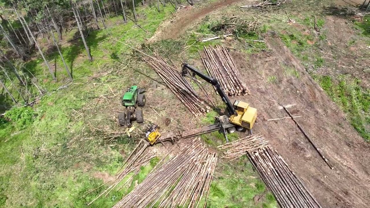 Timber Harvest Operations for Silvopasture