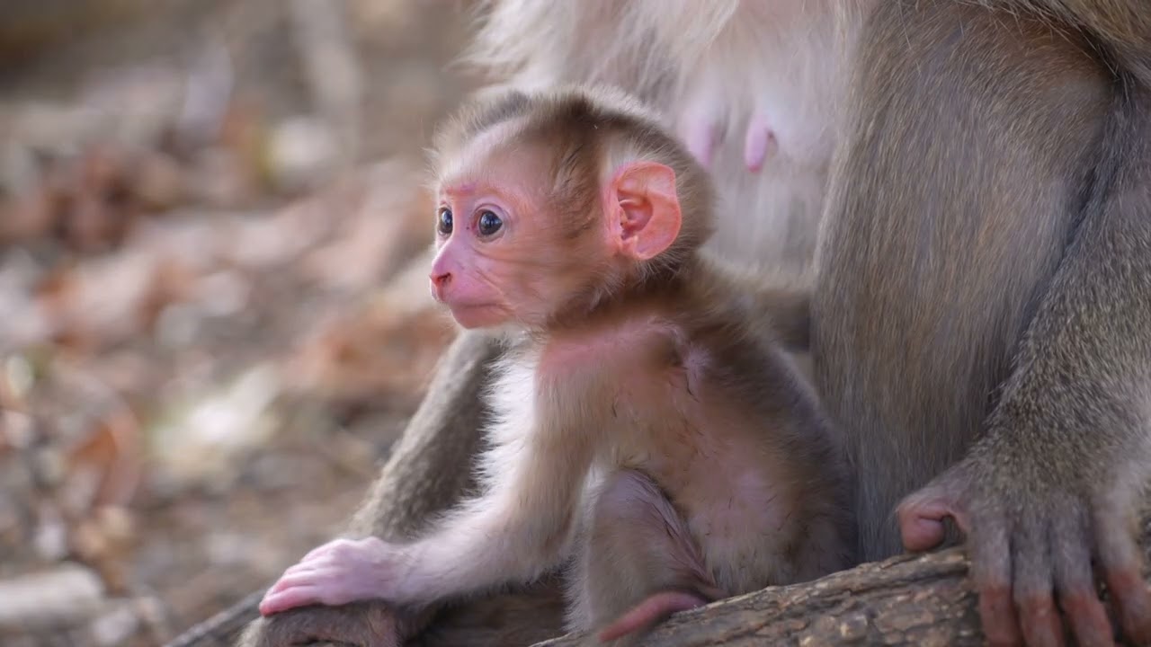 The little monkey tries to suckle its mother's breast to grow up quickly.