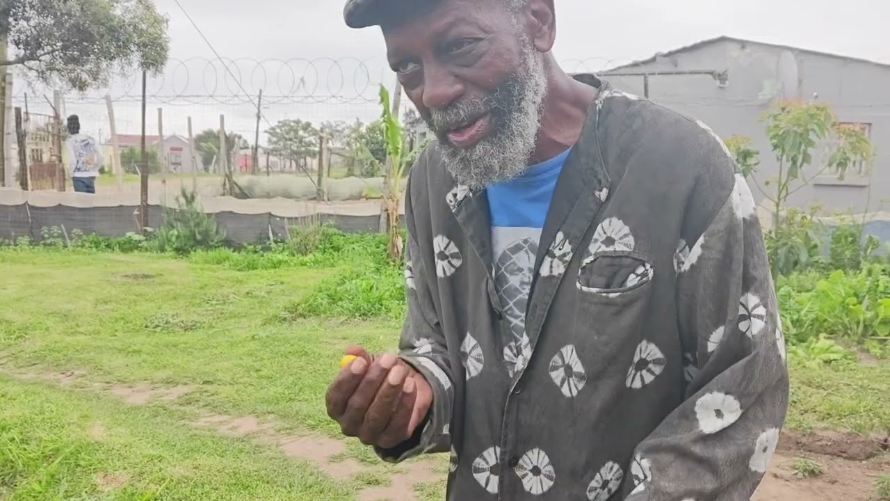 Current crops in Dimbaza 