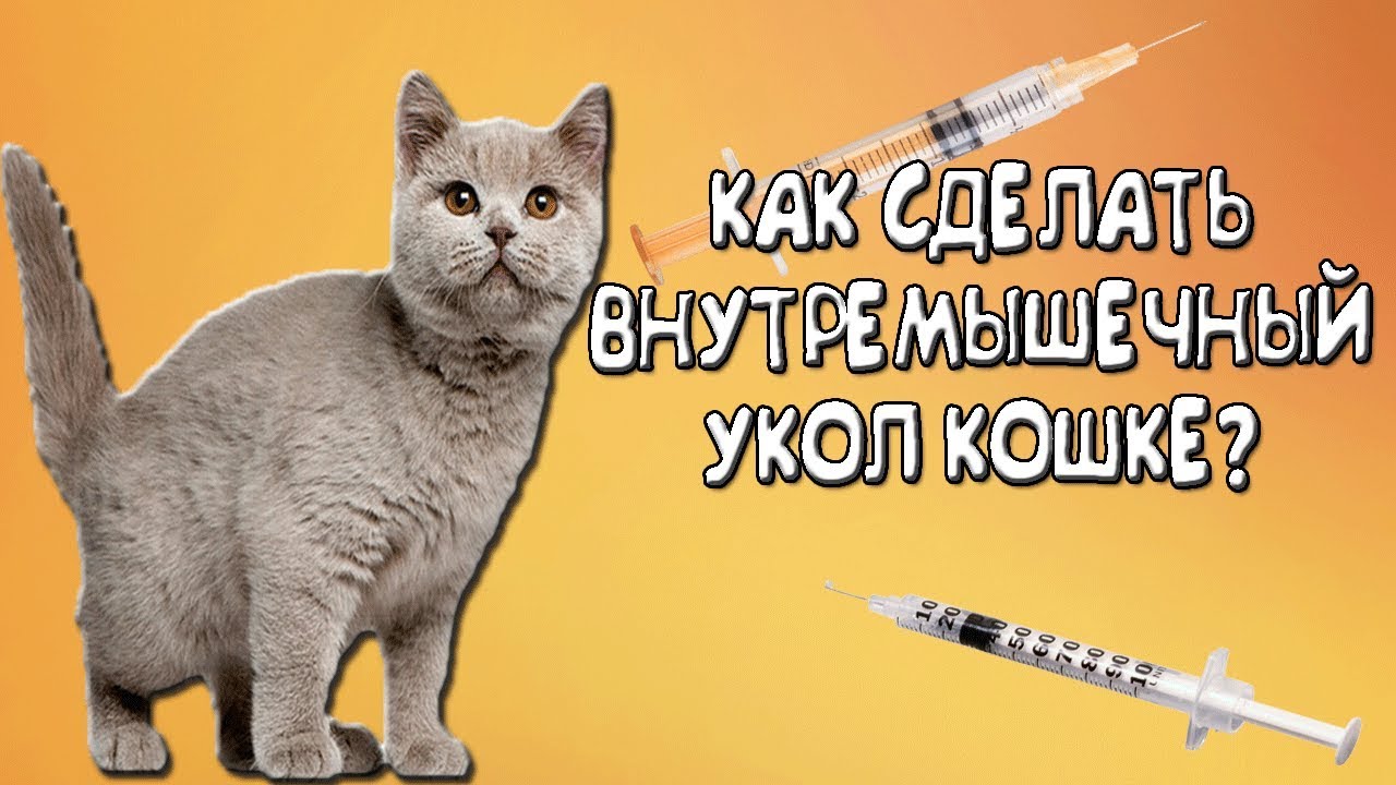 Как сделать внутримышечный укол коту!