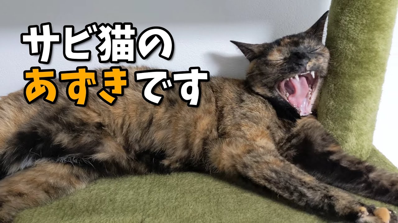 【サビ猫】あずちゃんの紹介