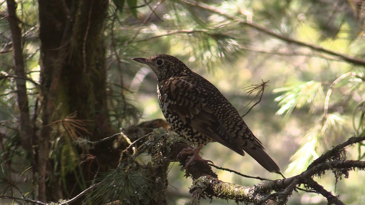 Birds of Taiwan - Bulbuls, Buntings, Finches, Mynas, Sparrows, Starlings, Thrushes
