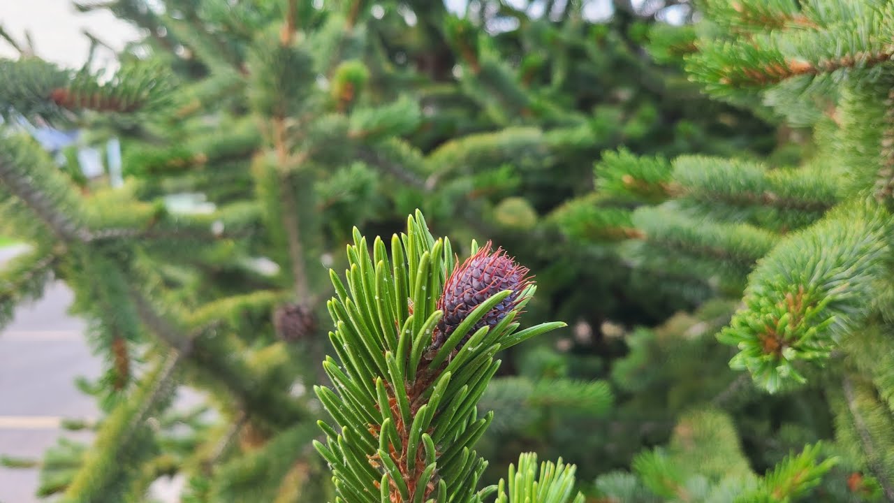 Pinus aristata (Bristlecone Pine) Rexburg Idaho
