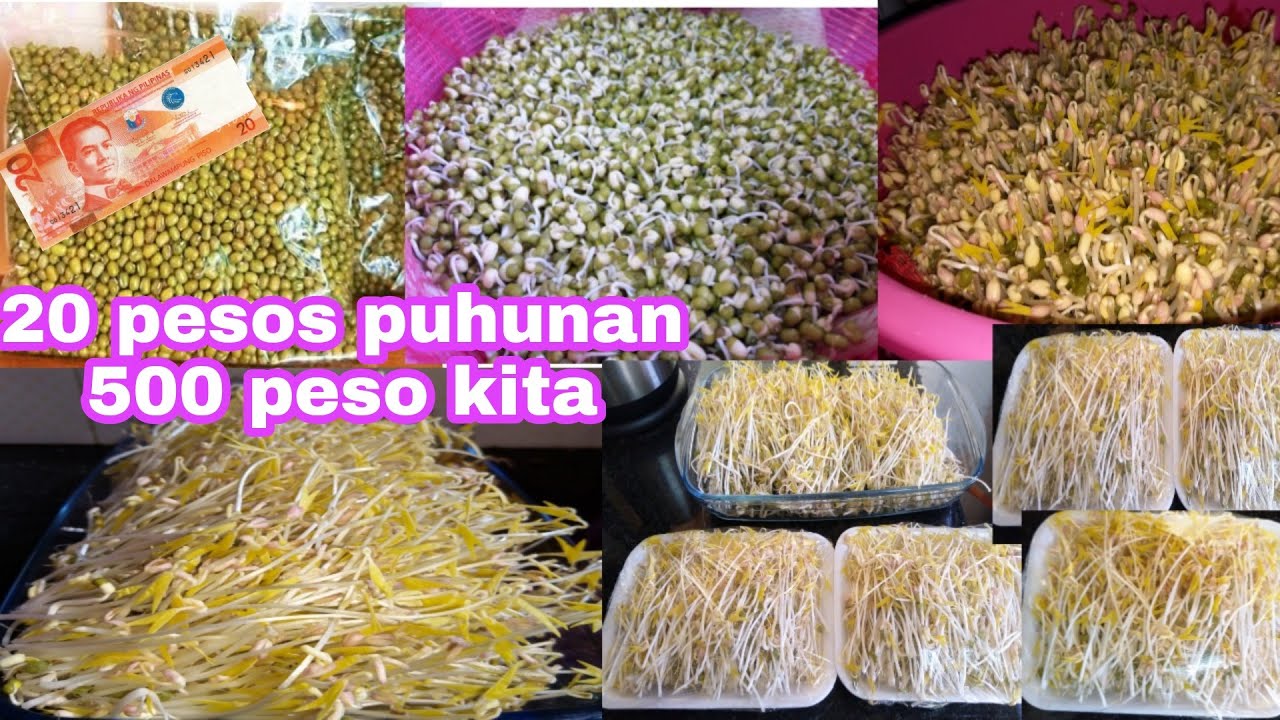 20 PESOS NA  PUHUNAN 500 ANG KITA/ GAWIN MO NA/ PANG NEGOSYO /TAGALOG PAANO MAGPATUBO NG MONGO