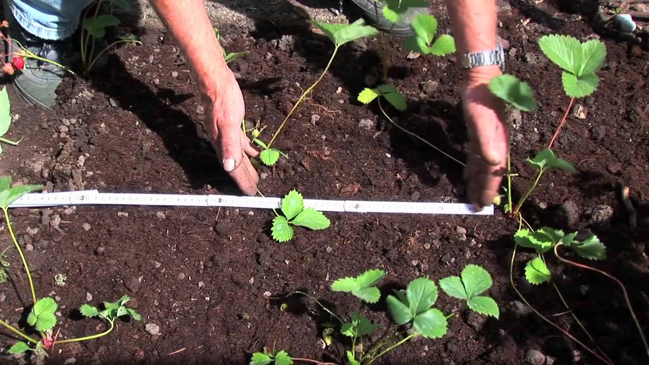 Erdbeeren pflanzen und pflegen