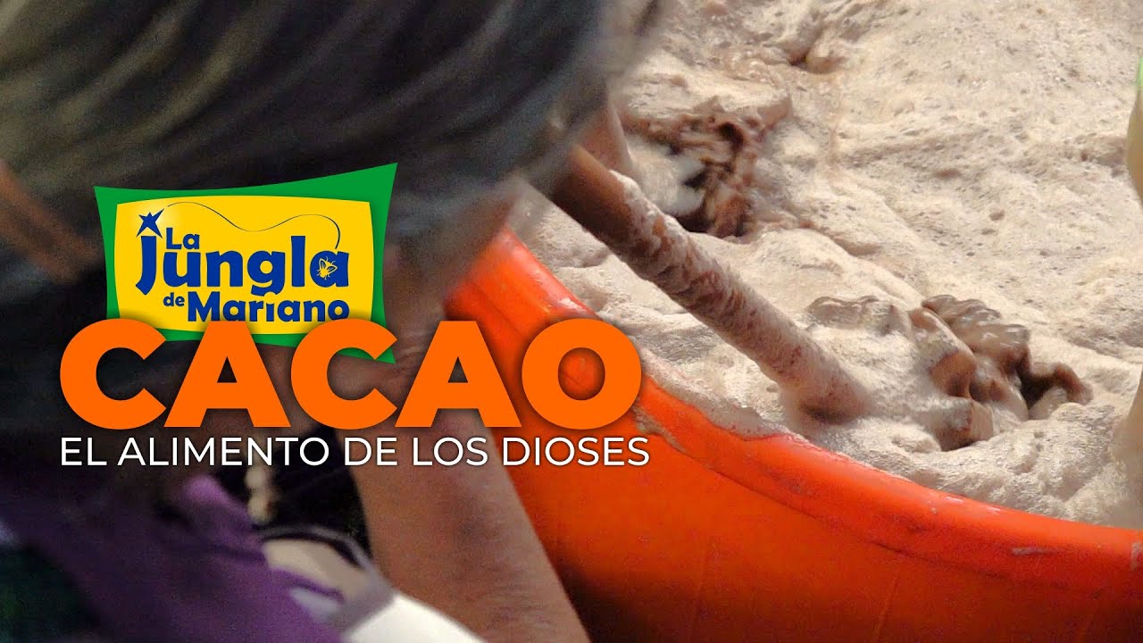 CACAO.  Súper alimento de dioses.
