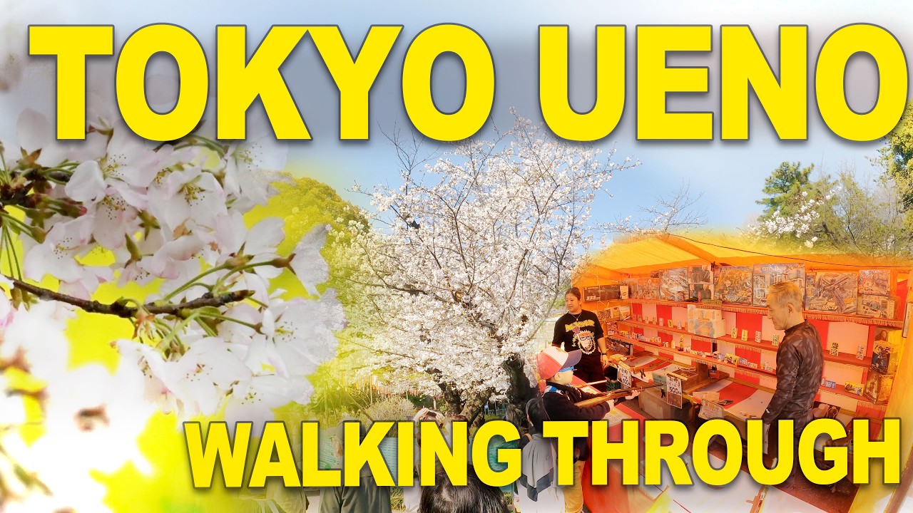 Walking Through Ueno Park: A Cherry Blossom Stroll Under the Sakura Trees