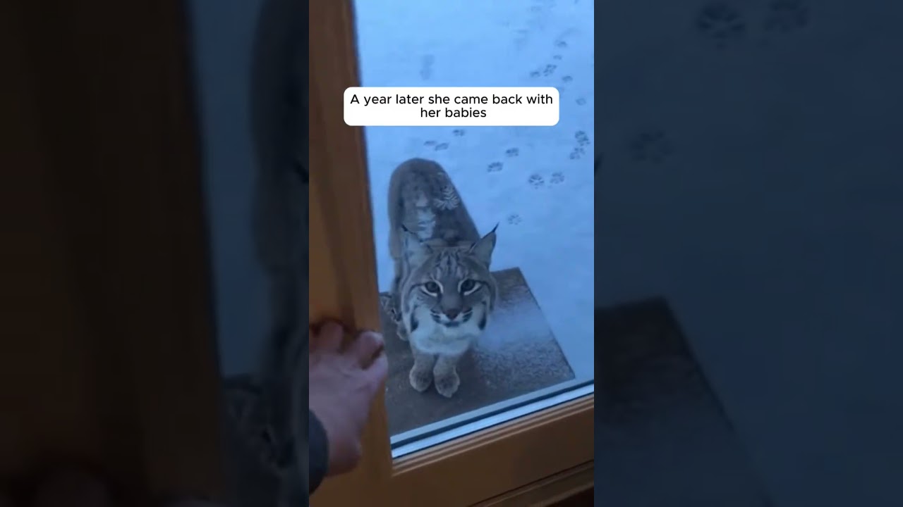 Wild Bobcat Introduces Cubs to Her Hero Dog 🐶 #shorts