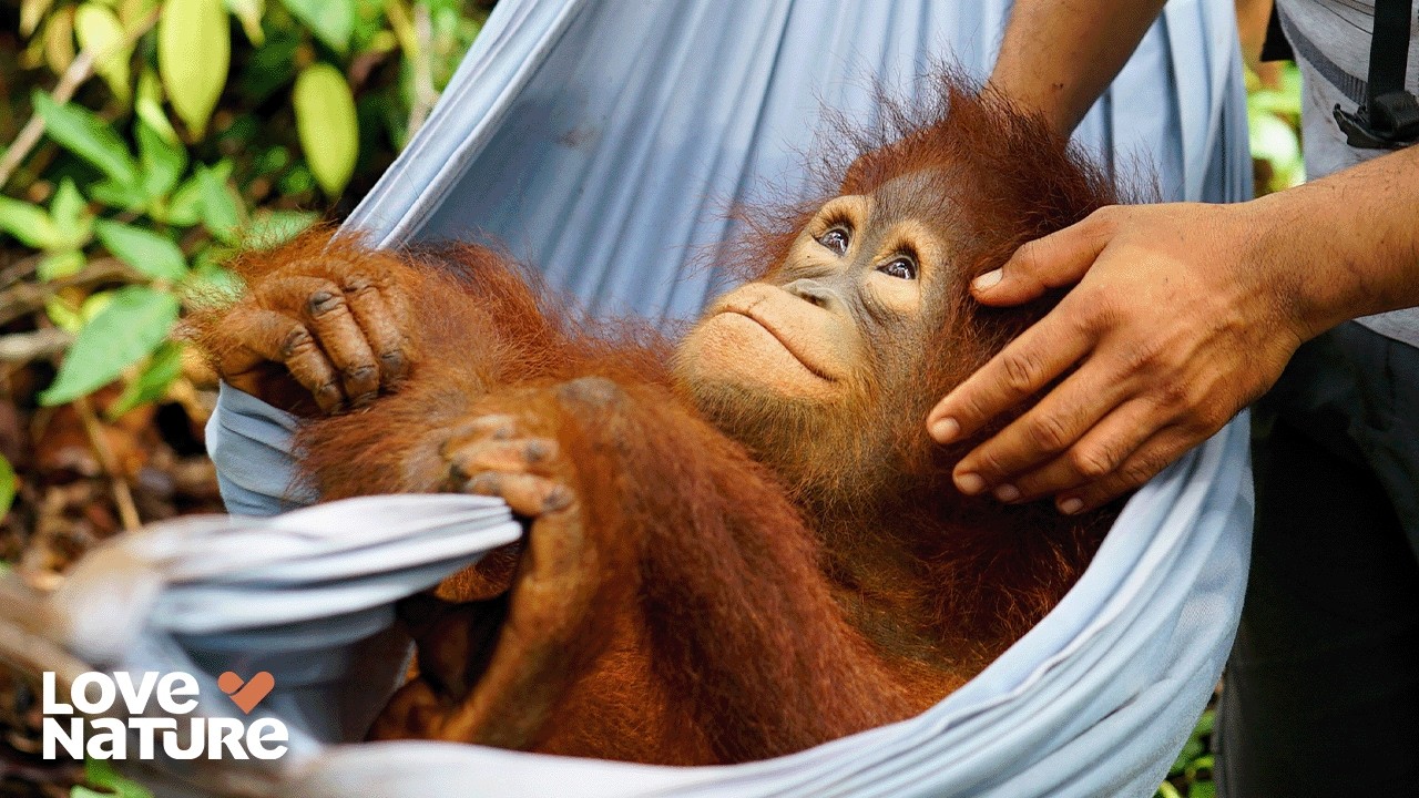 The Risk of Being Held Back | Orangutan Jungle School 110