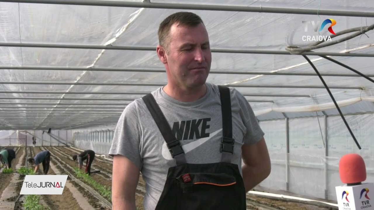 SE PLANTEAZĂ TOMATELE EXTRATIMPURII
