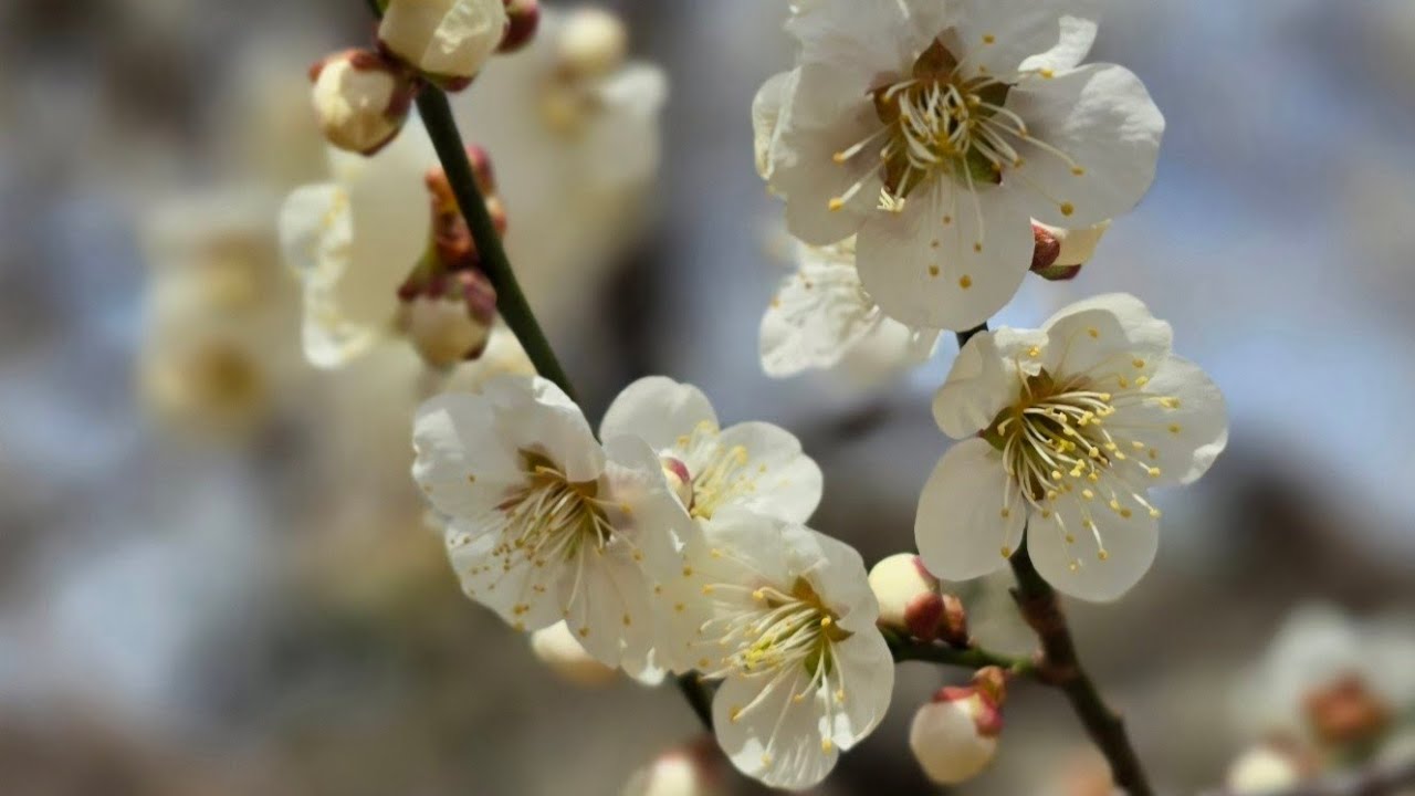 (4K)새봄 전령사 2025 광양 매화축제와 구례 산수유축제(2025 Gwangyang Plum Blossom Festival and Gurye Sansuyu Festival)