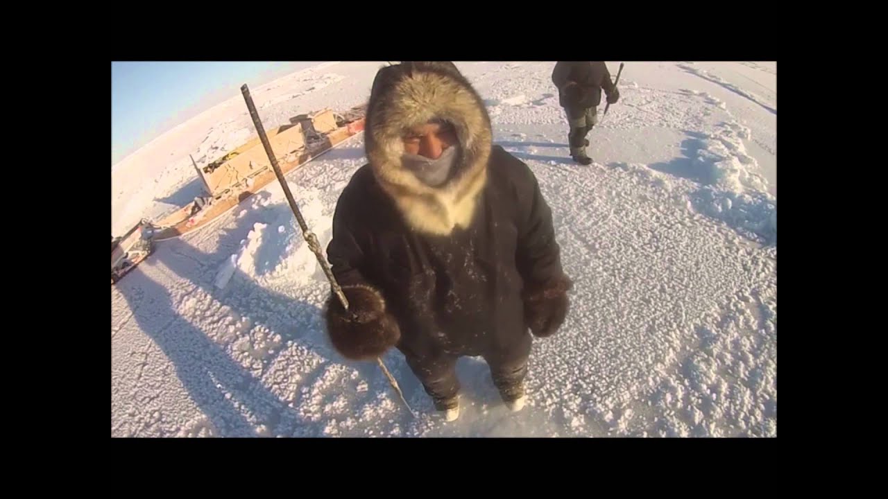 Harpooning a bearded seal