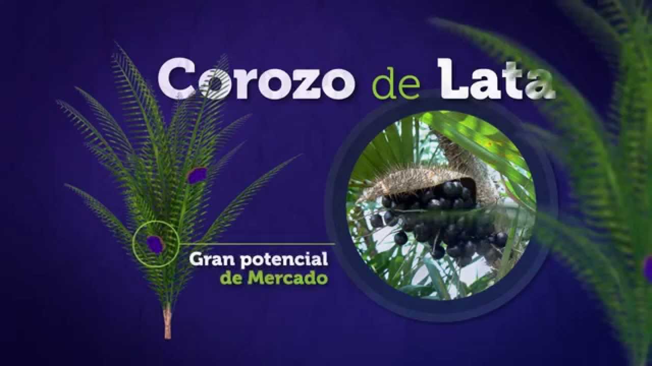 Modelo de negocio - Uso sostenible del Corozo de Lata