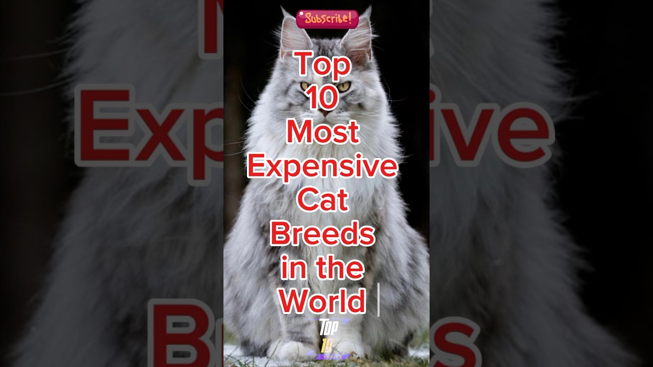 Top 10 Most Expensive Cat Breeds in the World #shortsfeed
