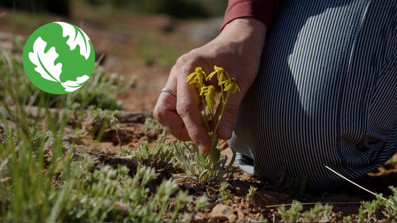Growing Native Seeds to Save the Sagebrush Sea