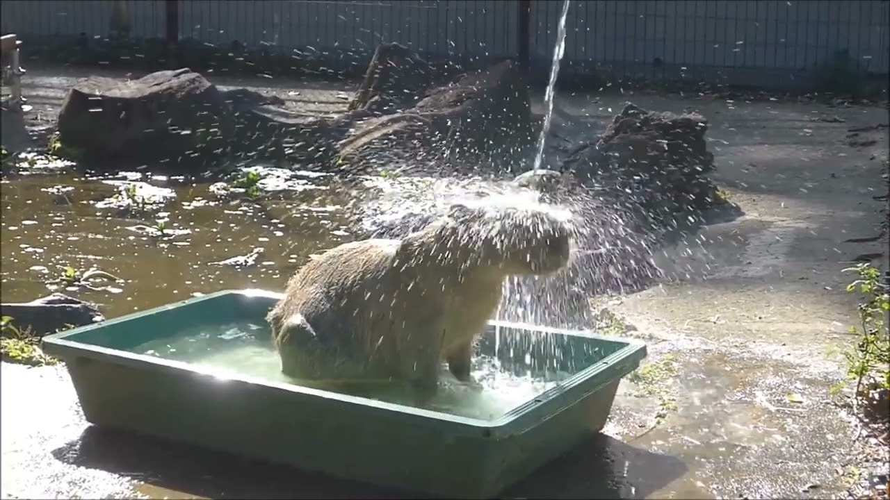 2023年11月上旬　ピースの行水　～大宮公園小動物園のカピバラ～
