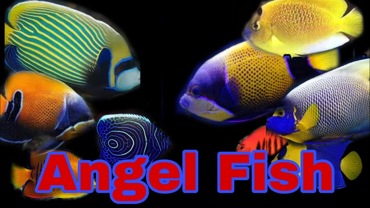 #angelfish#Aquariumlaut# corak ,  warna , dari berbagai macam jenis ikan Angel fish