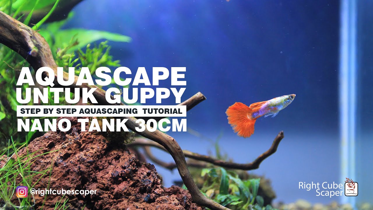#24 GUPPY FISH to HEAVEN - Membuat Aquascape cantik untuk ikan guppy kesayangan.