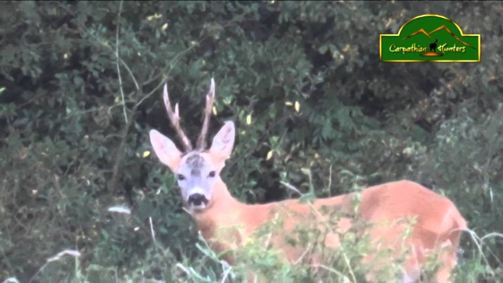 Roe buck 1 - Butolo 2014
