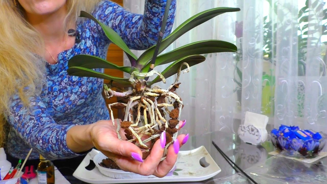 Уцененная орхидея... Что с корнями?🤔 Обработка и посадка...
