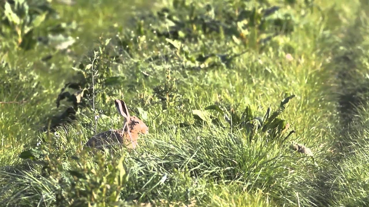 Bords de champs : STOP aux idées reçues !