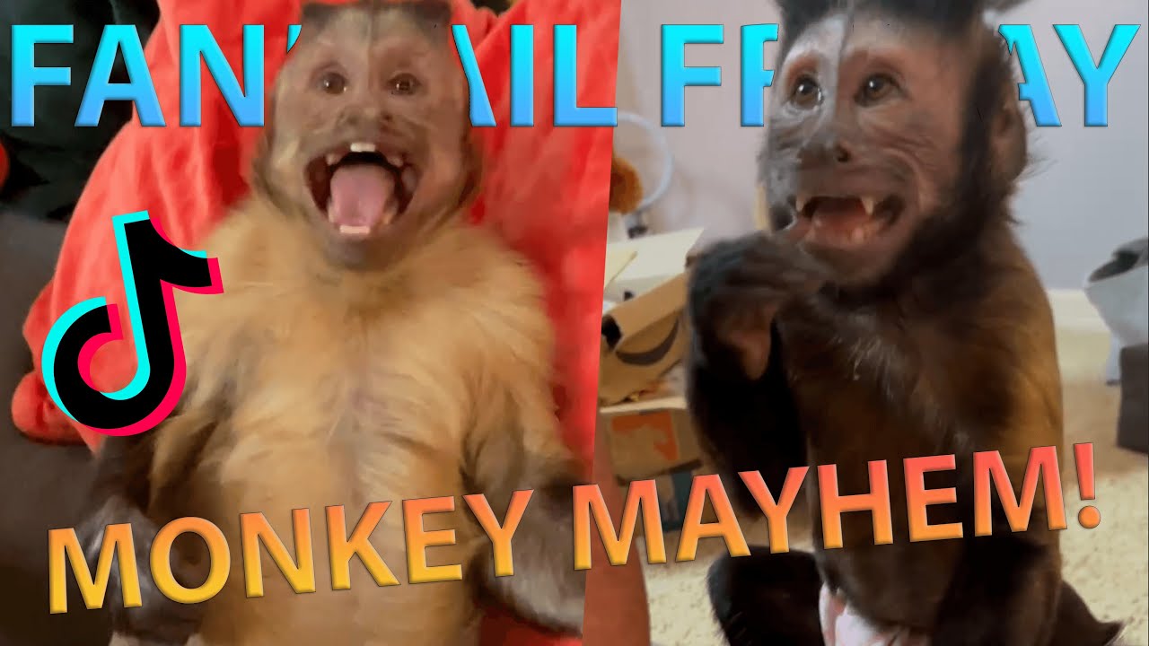 Georgie Boy Official | Fanmail Friday 15 Monkey Mayhem