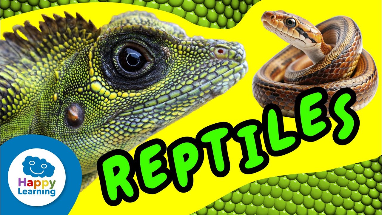 LOS REPTILES🐊 | Vídeos Educativos para Niños de PRIMARIA de Ciencias Naturales | @HappyLearningES