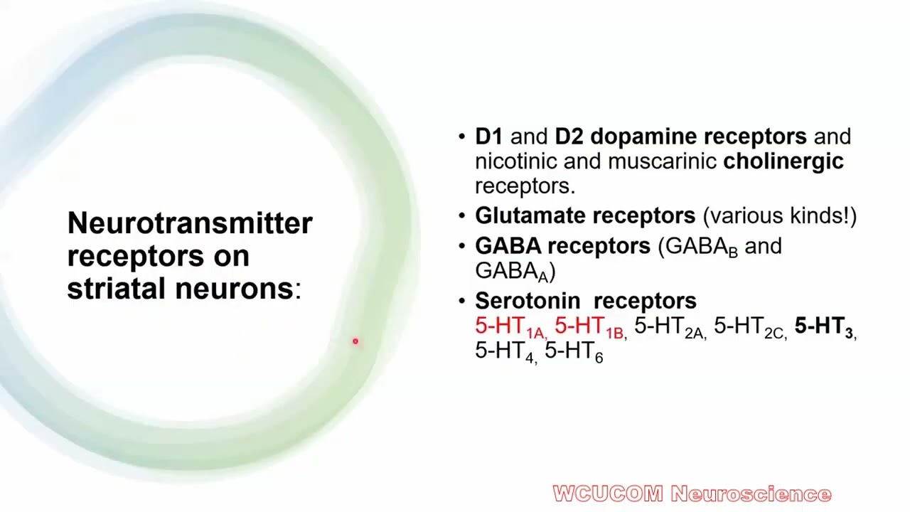 Basal ganglia lecture 2 For first year medical students#neuroscience #medicalstudents#neuroanatomy