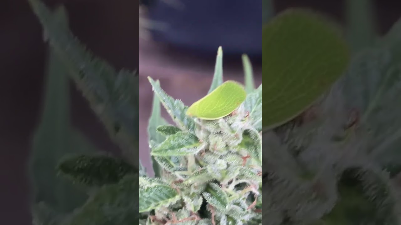 Leaf Bug Found My Weed Plant!  - Camouflage Fail