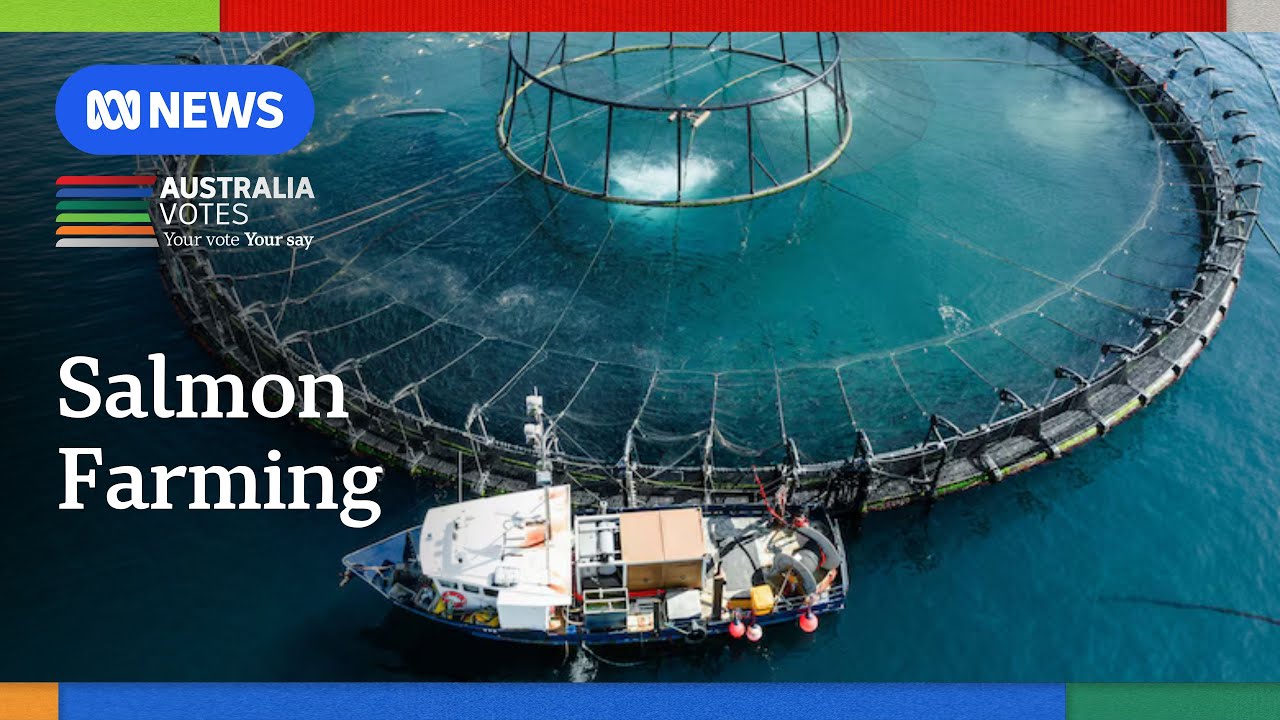 Tasmanian voters divided over salmon farming industry | ABC NEWS