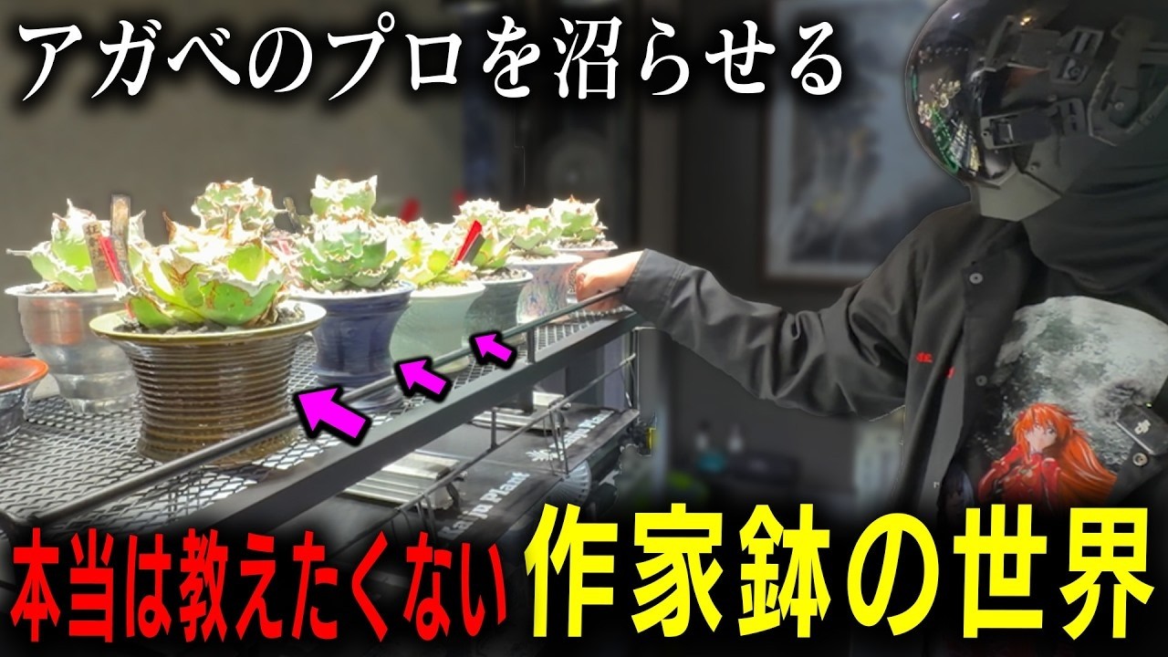 【KAWAII ×アガベ】沼る作家鉢の世界【多肉植物】【初心者】【ROCKさん】【園芸】