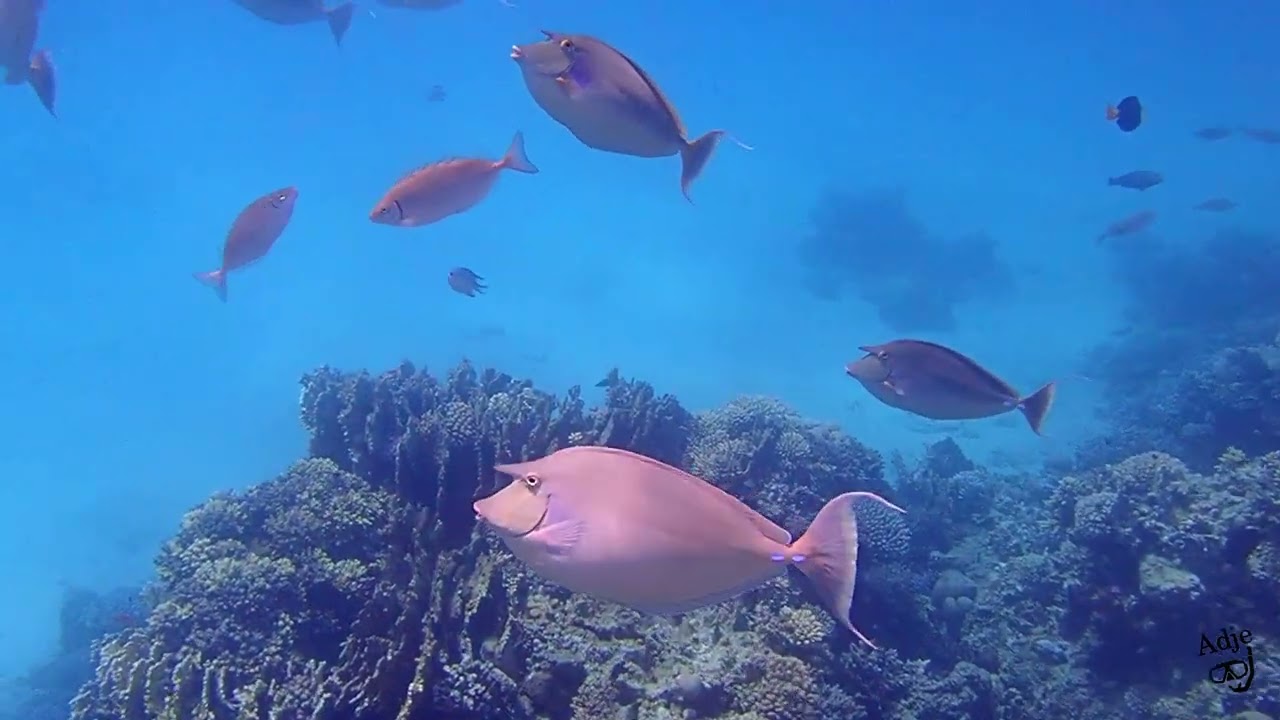 De trip van Gorgonia naar Shams Alam 07-04-2024