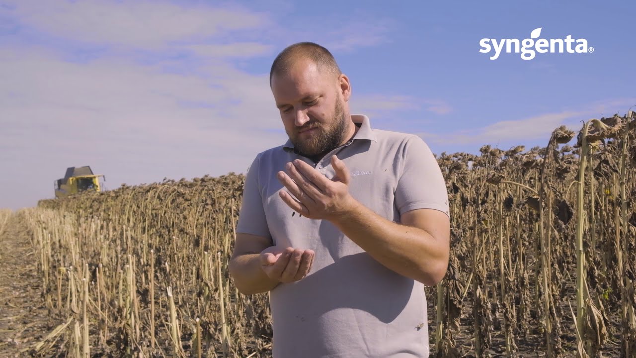 Povestea hibrizilor Talento și SY Experto la Bio-Alianța SRL