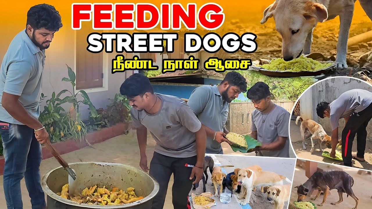 நாய்களுக்காக நாங்கள் செய்த காரியம் | நீண்ட நாள் ஆசை | Feeding Street Dogs | Rj Tamizha