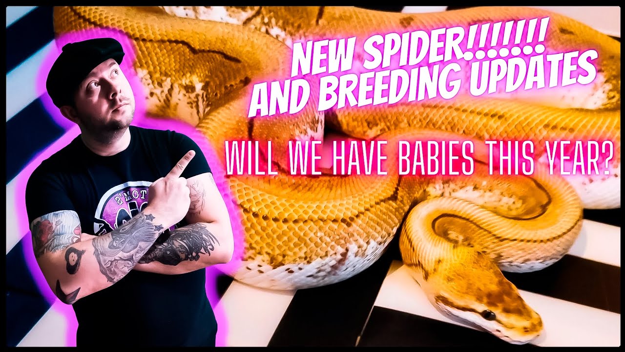 NEW PINSTRIPE SPIDER ball python and breeding updates!!!