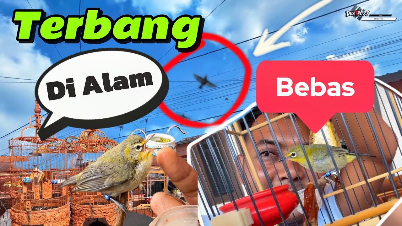 BAGAIMANA BISA ANAKAN PLECI SEBULAN BISA TERBANG SETINGGI INI?(Anakan Pleci Aviary DX 87).