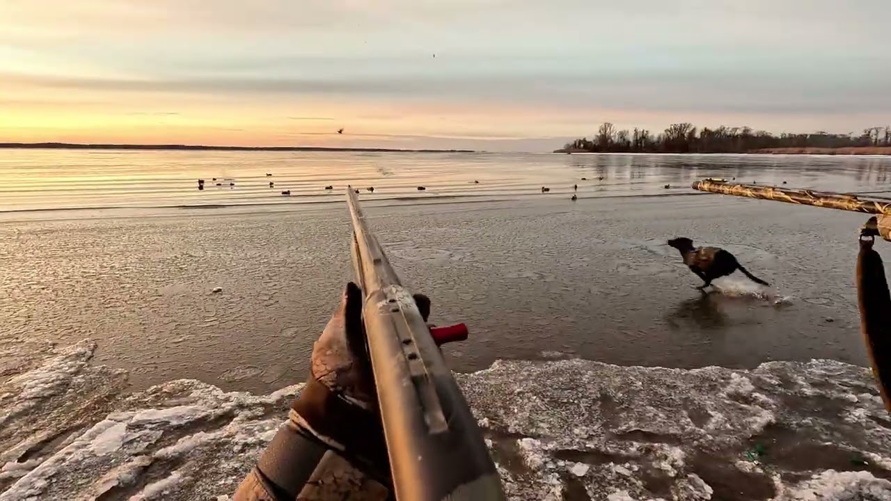 Chesapeake Bay Duck Hunt January 2025
