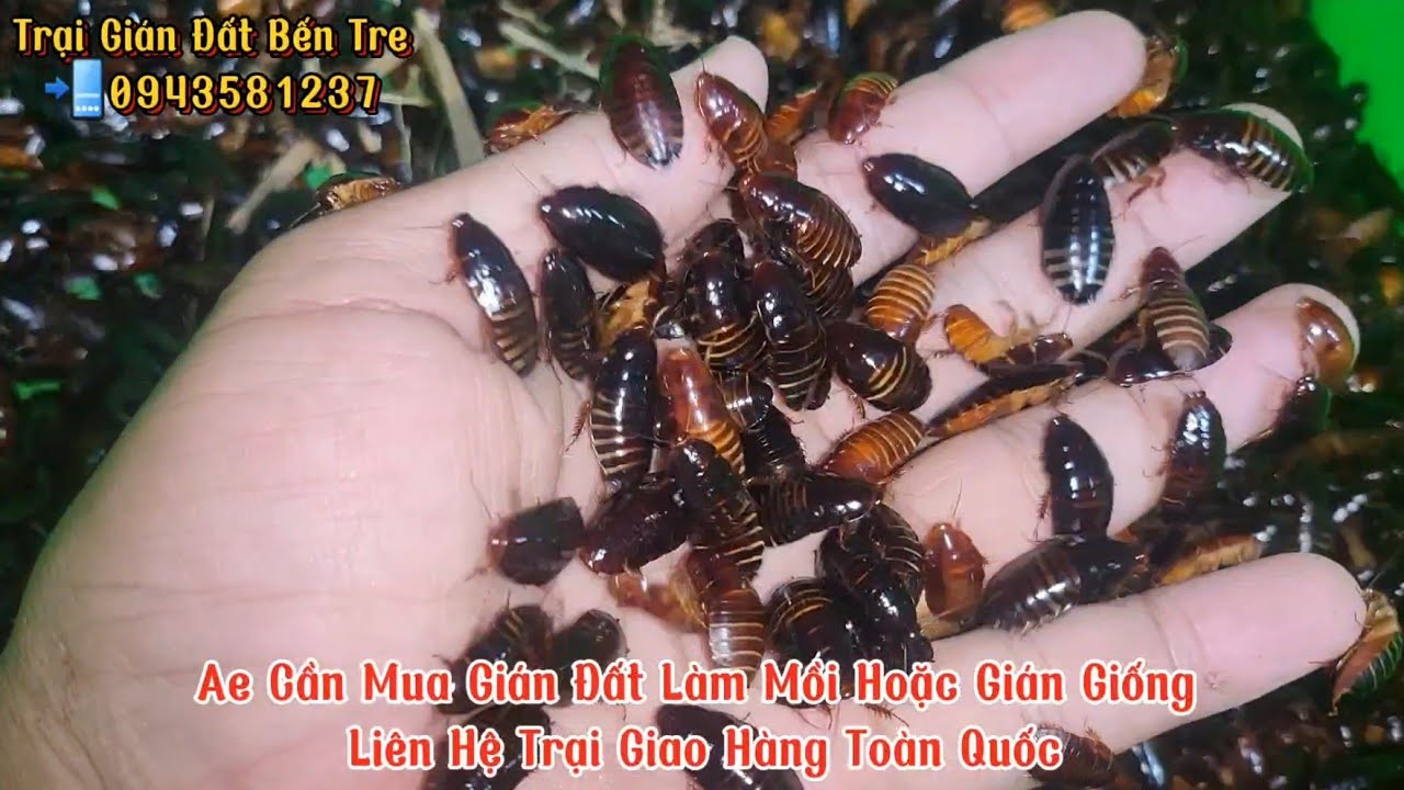 Nuôi Gián Đất Sinh Sản Hiệu Quả Nhất Trại Gián Đất Bến Tre 0943581237